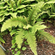 Hardy Fern Polystichum setiferum 'Plumosum'